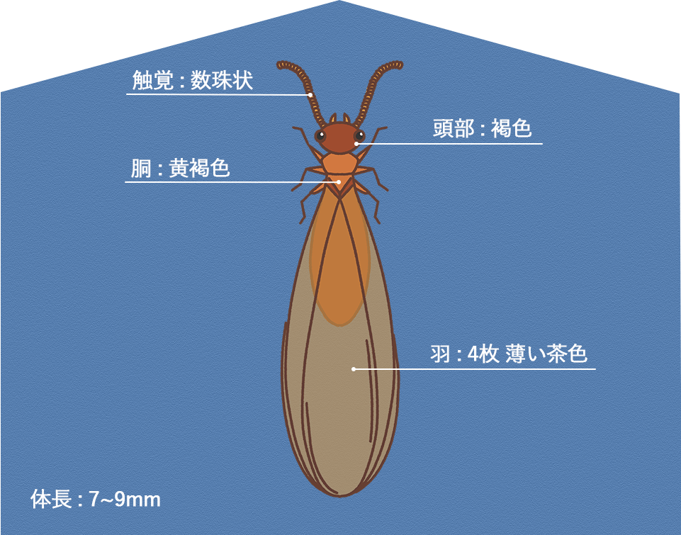 イエシロアリ｜住ケン岐阜