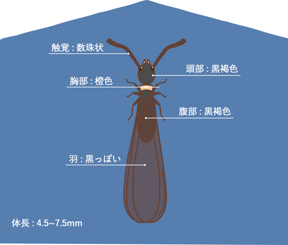 ヤマトシロアリ｜住ケン岐阜