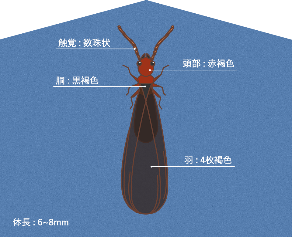 アメリカカンザイシロアリ｜住ケン岐阜
